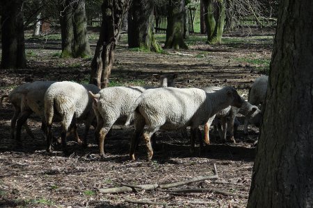 Farm Nové Sedlo - správa zemědělské farmy 450 Ha ve vlastnictví