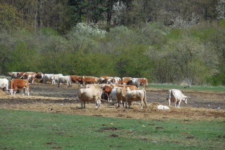 Farm Nové Sedlo - správa zemědělské farmy 450 Ha ve vlastnictví