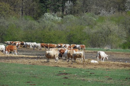 Farm Nové Sedlo - správa zemědělské farmy 450 Ha ve vlastnictví