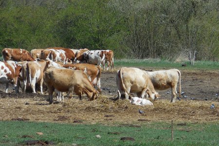 Farm Nové Sedlo - správa zemědělské farmy 450 Ha ve vlastnictví